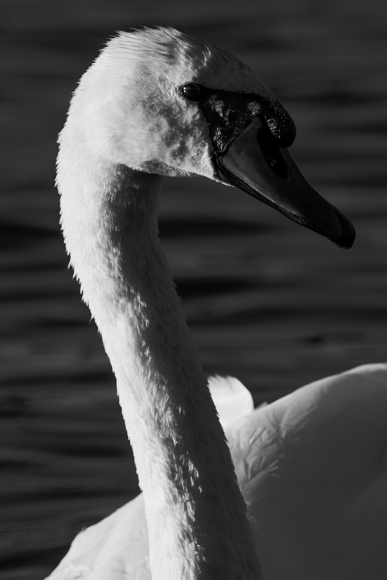 Portret in stilte