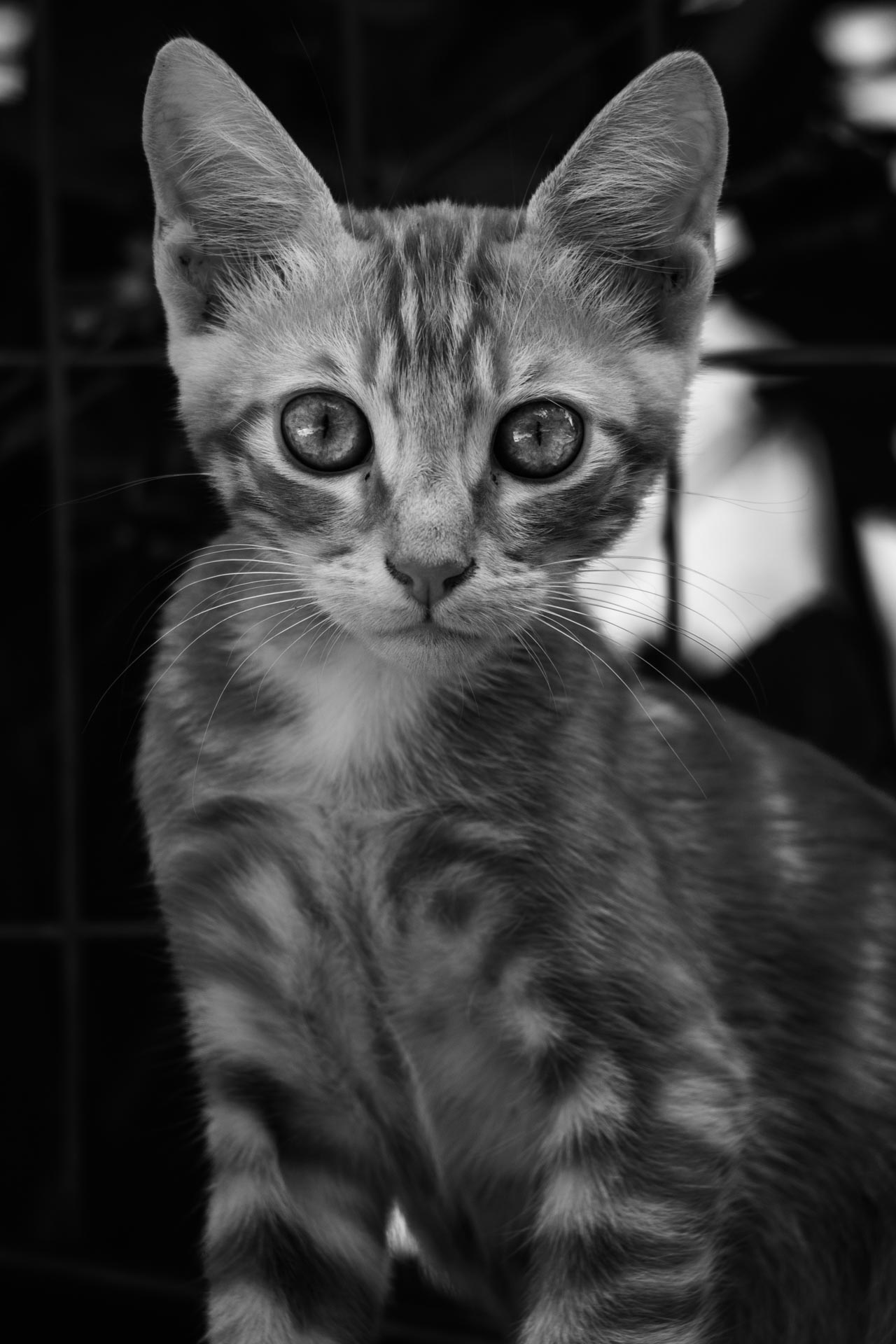 stray cat